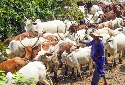 How 80-Year-Old Woman Was R@ped and K!lled on Her Farm in Ondo By Suspected Herdsmen