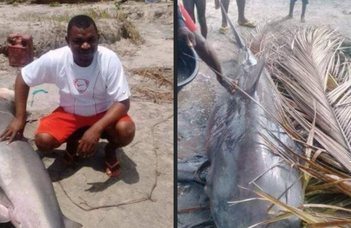 Dead On Arrival” Man Catches An Incredible Shark In Bayelsa