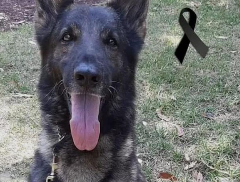 Brave Dog Dies While Searching For Turkey Earthquake Survivors