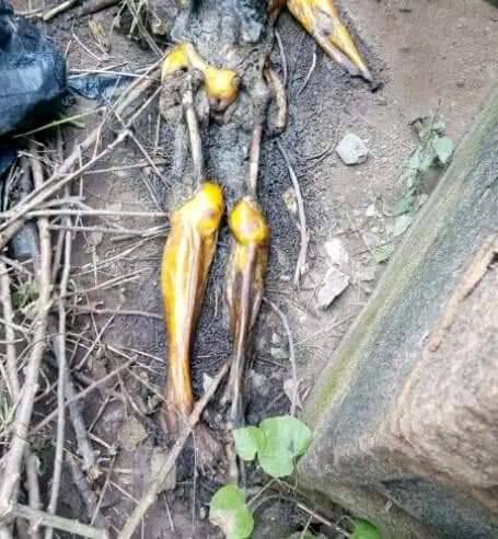 Pastors Detained For Ritual Mürder Of Female Church Member Found Buried In Church Premises (Photos)